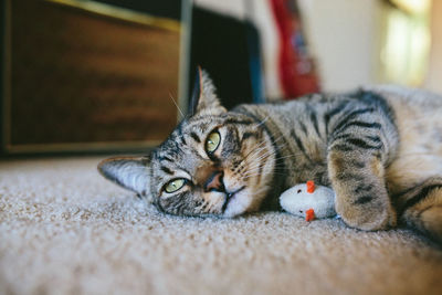 Handsome tabby cat lying down on carpet next to his toy mouse
