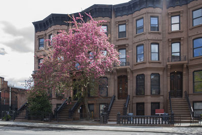 Low angle view of pink flowering tree by building against sky