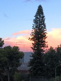 Silhouette of trees at sunset