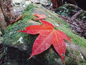 Close-up of red maple leaf