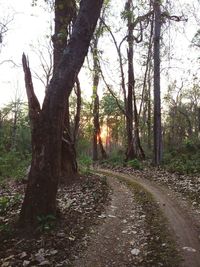 Trees in forest