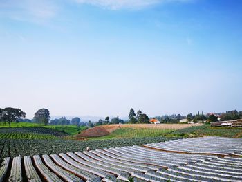 Scenic view of agricultural field against sky