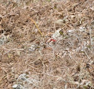 Close-up of snake on field