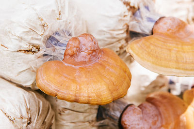 High angle view of bread on table