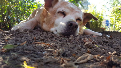 Close-up portrait of dog relaxing on land
