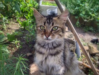 Portrait of cat on street