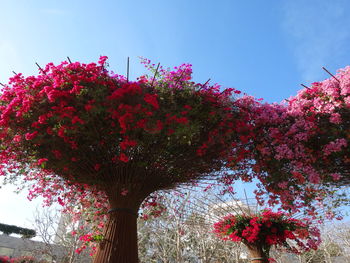 Low angle view of flowering plant against sky