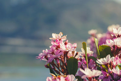 Close-up of pink flowering plant