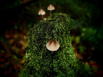 Close-up of mushrooms growing on land 