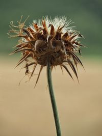 Close-up of wilted plant