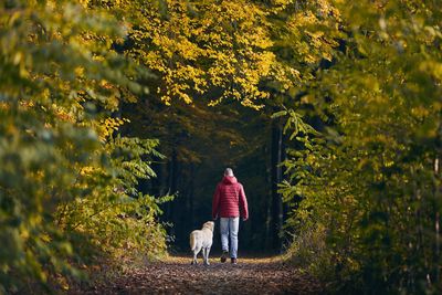 Man with dog in autumn nature. pet owner is walking with his labrador retriever into forest.