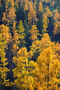 High angle view of yellow autumn trees