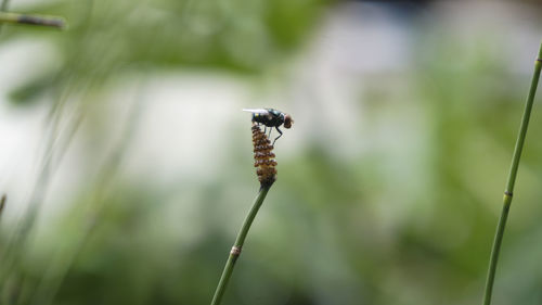 Close-up of insect on plant