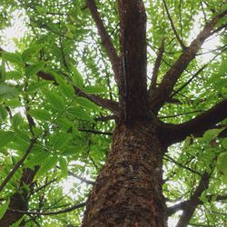 Low angle view of tree in forest