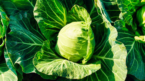 Side view of a freshly growing cabbage field. ripe harvest on a farm or greenhouse.