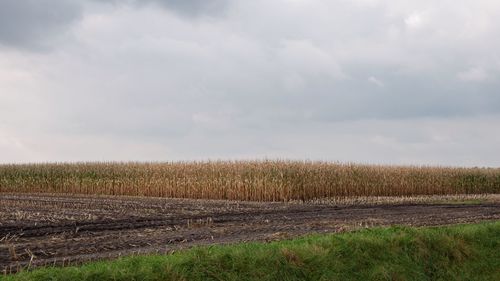 Plants growing in field against cloudy sky