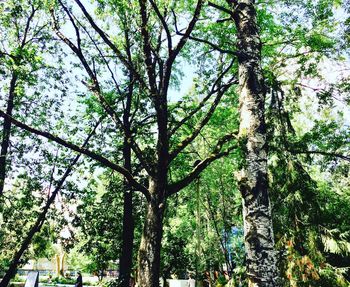 Low angle view of trees against sky