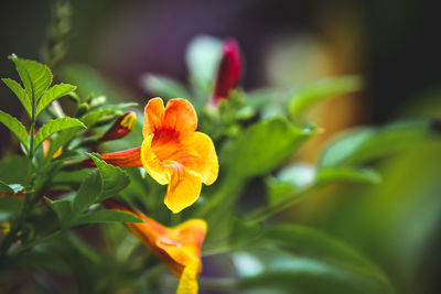 Close-up of orange flowering plant