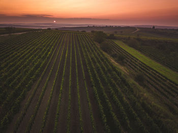 Scenic view of agricultural field during sunset