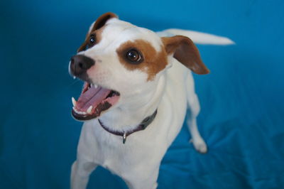 High angle view of puppy with mouth open