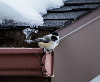 Carolina chickadee perching on snow covered roof