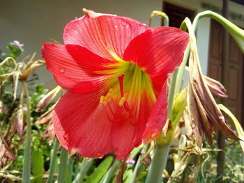 Close-up of day lily blooming outdoors