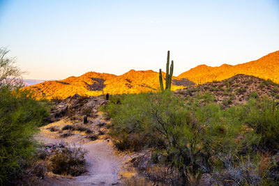 Scenic view of field against clear sky