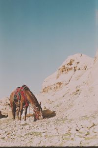 View of a horse on desert