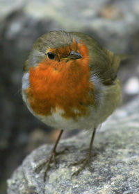 Close-up of bird perching outdoors