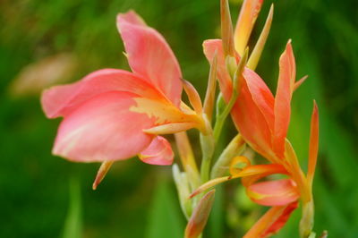 Close-up of red flowering plant