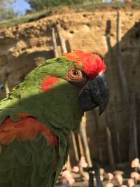 Close-up of parrot