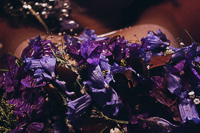 Close-up of purple flowering plants