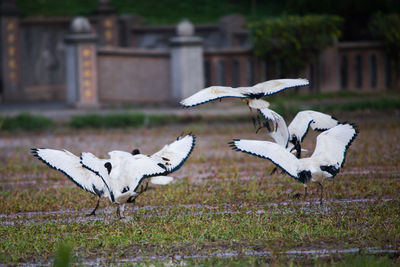 Birds flying over a field