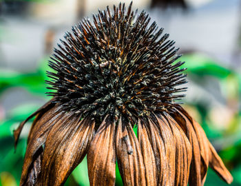 Close-up of wilted flower