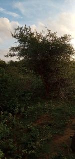 Trees on field against sky