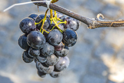 Close-up of grapes growing on tree