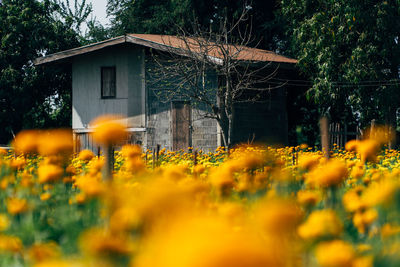 Yellow flowers on field by building