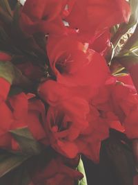 Close-up of red rose