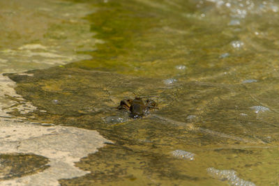 High angle view of ducks in lake