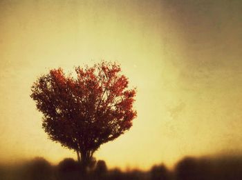 Low angle view of trees at sunset