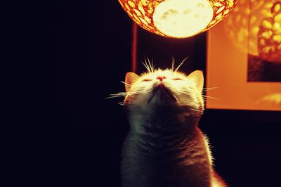 Cat looking up at illuminated lantern at home