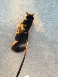 High angle view of cat sitting on road