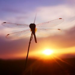 Close-up of dragonfly on a sunset