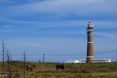 Horses grazing in a field. lighthouse in rocha, uruguay 