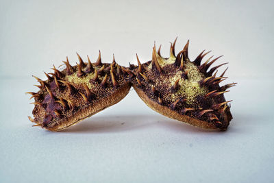High angle view of dried fruits on table against white background