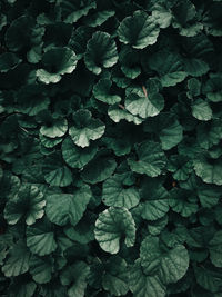 Full frame shot of leaf in water