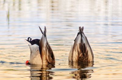 Birds swimming in lake