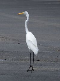 Seagull perching on a road