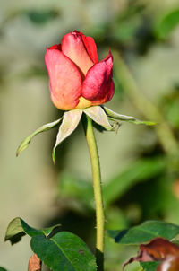 Close-up of rose bud