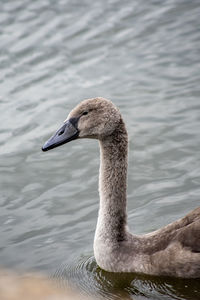 Close up of swan